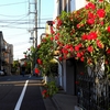 👼🐉夕陽で反映【🌹バラの花🌹】光景