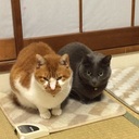 ねこのしっぽいろいろ