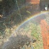 散水で、もしかするとと虹を作ってみた。