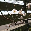 白梅の木に赤い梅の花？