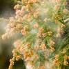 え？花粉って夜も飛ぶの？花粉症の意外な原因と時間帯、対策は？