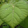雨上がりの庭