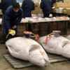 10月の豊洲移転で見納め！ 築地市場のマグロのセリを見学してきた