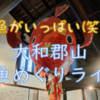 金魚めぐりライド♬