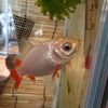 金魚が黒くなる場合 すくい金魚 金魚が黒くなる場合 すくい金魚