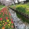 サクラ　チューリップ　菜の花　江川せせらぎ緑道