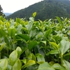 採り頃が近付く二番茶の芽とまだまだ生長途中の芽