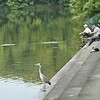 夏バテでも朝の散歩