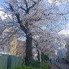 性格のいい桜