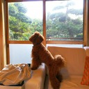 満月家 長生村移住日記