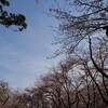 花見 狭山稲荷山公園