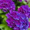 ６月１５日