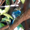 日本　2024年8月18日　文殊山のオオルリ若鳥