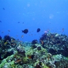 沖縄　2007　ダイビング　　その6