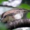 日本　林道の鳥たち