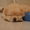 とにかく消毒！とあるペットショップの子犬管理