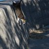 深島のねこさん