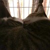 ハンモックで寝るねこ：保護猫日記。3歳3ヵ月（173週）