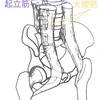 外旋六筋のリリースの深さが増したことにより生じた変化とは？！