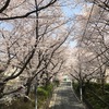 桜の日にぽかぽか陽気の桜坂へ(^^)