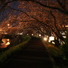 たどり着かない者たちと桜の夜