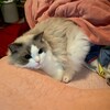 久しぶりにハンモックに入ったふくちゃん