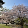 S公民館の桜