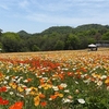 春の世羅（広島県）