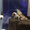 バスキューザ(procambarus vazquezae)の飼育ポイント
