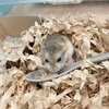 ハムズが相変わらず元気で嬉しい