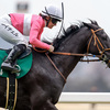 競馬初心者必見☆馬券予想🔥〜東京新聞杯〜8歳馬でもリピーターには警戒！？
