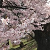 成功するか？桜、4月の挿し木［20200427］