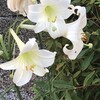 百合