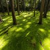 奈良の絶景スポット。世界遺産の唐招提寺の苔がめちゃめちゃ映えスポットだったわ。