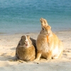  瀬戸内海のうさぎの島『海とウサギ』　⑥