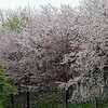 春の雨