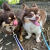 2025年6月7日🐾 今日のマヤ暦
