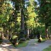 立山大権現　雄山神社芦峅寺は杉木立の素晴らしいパワーポイントでした。