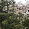 桜と梅とツバキの開花状況2017  我が家の樹木定点観察〈京都府南部〉 Blooming status of cherry & ume blossoms at my house garden, Southern part of Kyoto prefecture  Date: Apr. 11, 2017