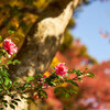 「檜尾山 観心寺」の紅葉 Ⅱ