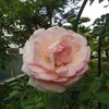 ６月の薔薇と紫陽花