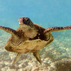 カハルウ湾の亀 Honu in Kahalu'u Bay