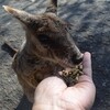 （旅行）子連れでケアンズ旅行～動物ふれあい編～