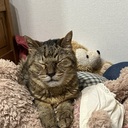 これからものんびりまいぺーす　ミケネコブログ