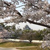 旭川さくら道の桜は満開！