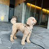【長野・軽井沢】愛犬とレジーナリゾート旧軽井沢に泊まってきた★宿泊・口コミ滞在記・ちょっと辛口