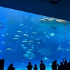 沖縄観光 3日目 美ら海水族館に行ってきました