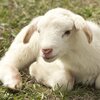 『自己犠牲は嫌いです』　イザヤ書53:7〜12