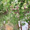 向島百花園「萩のトンネル」と秋の風景｜2026年9月25日（東京都墨田区）