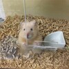 あんずあん36日目